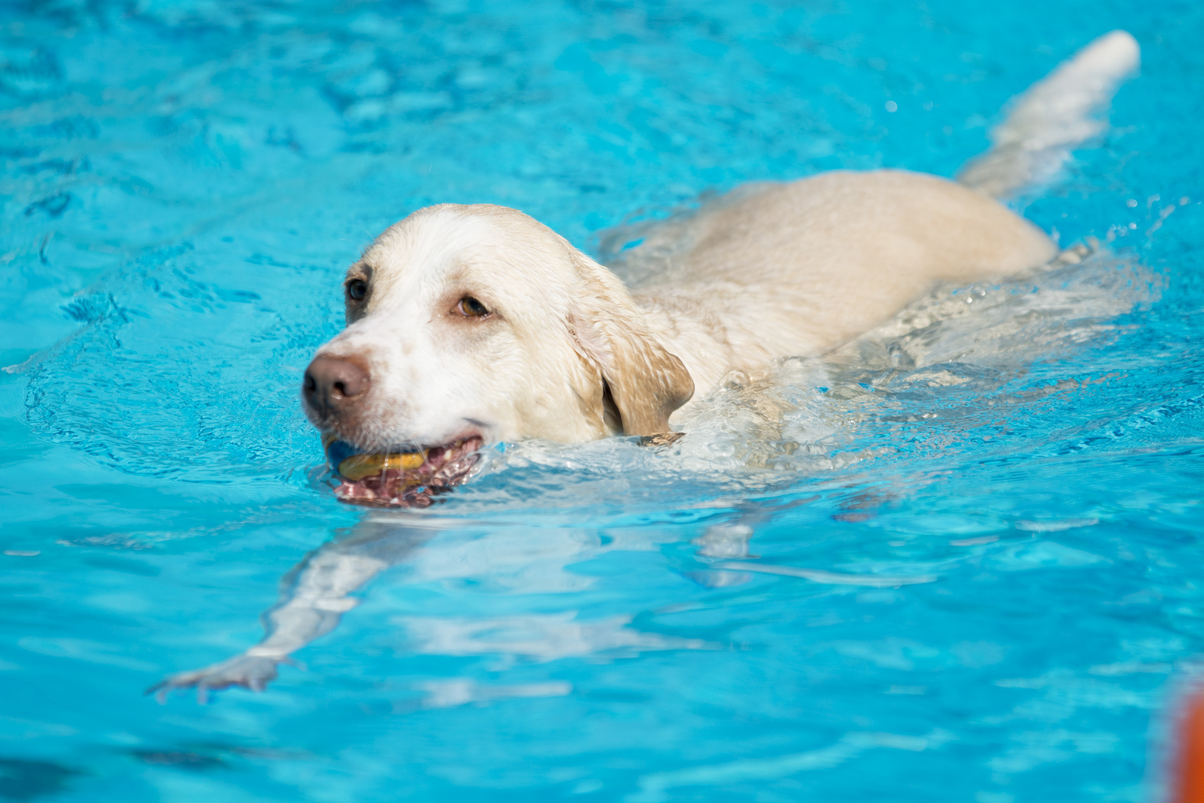 Zásady pitného režimu pro psy